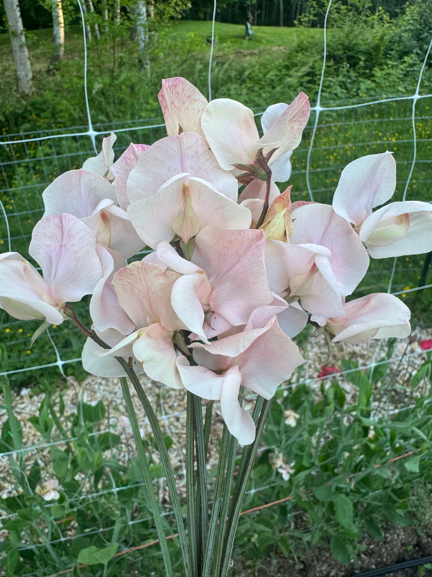 Shell Pink