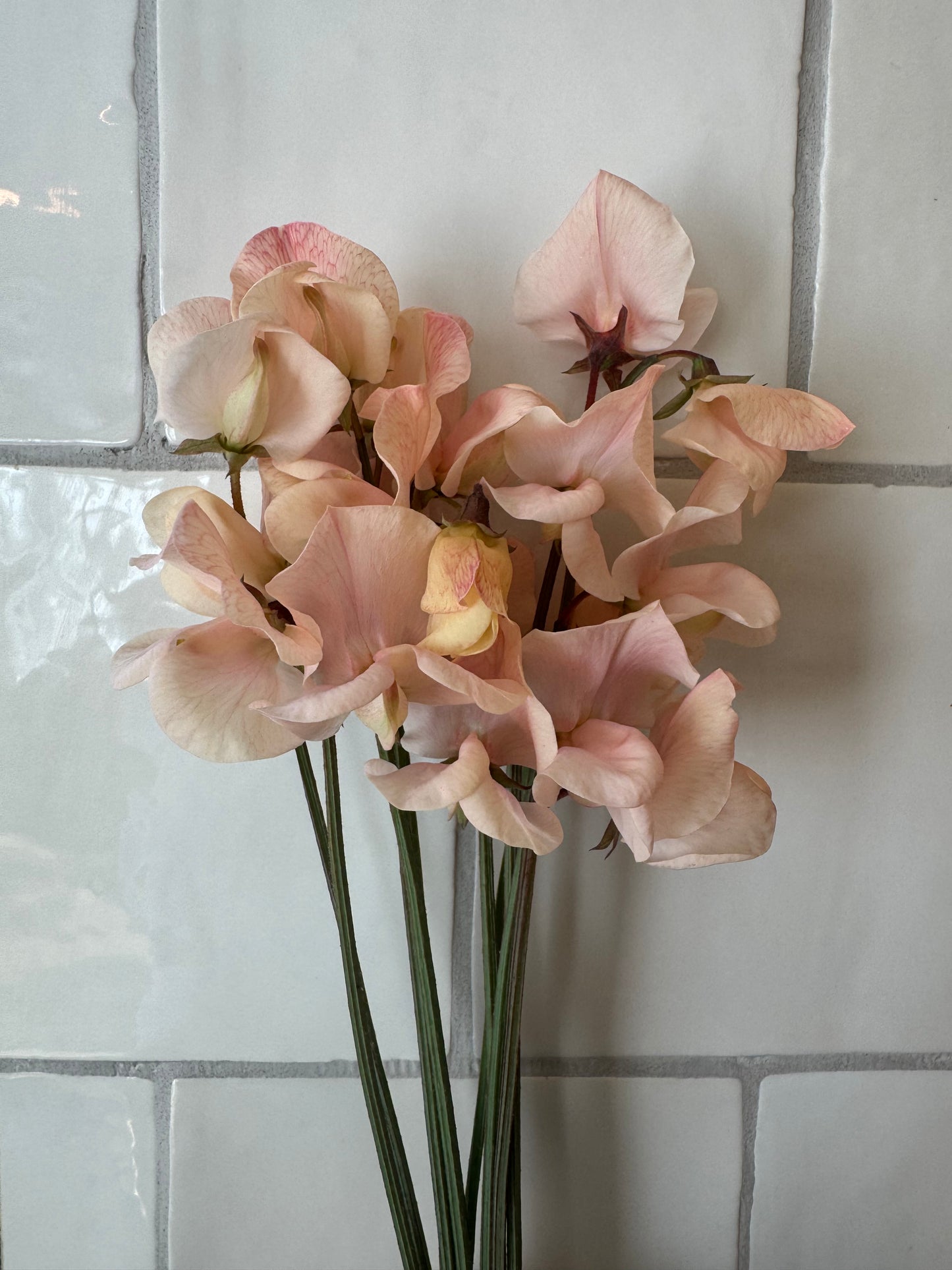 Shell Pink