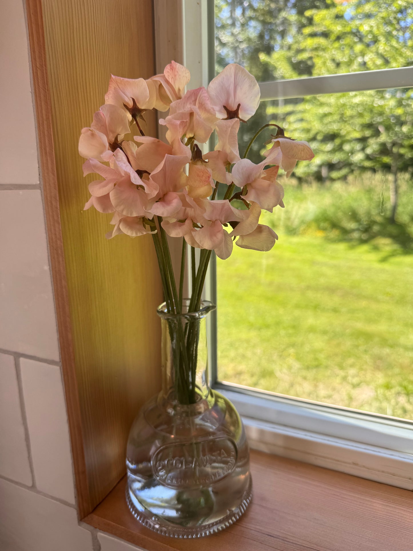 Shell Pink