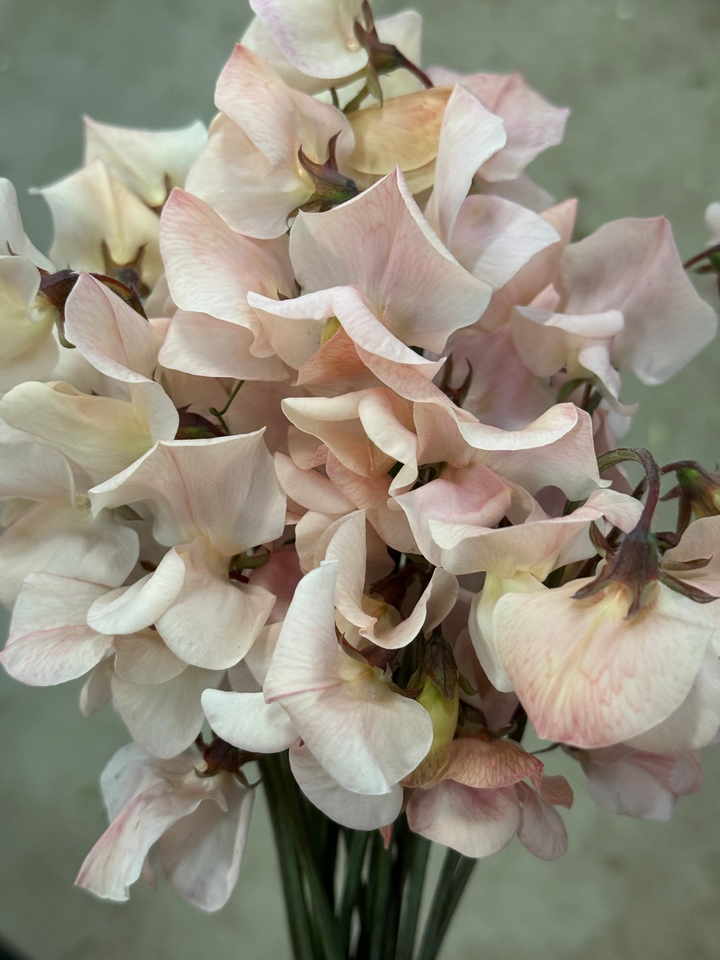Shell Pink