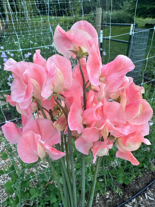 Apricot Queen