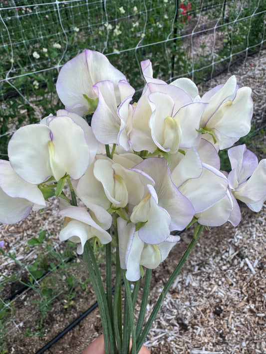 April in Paris