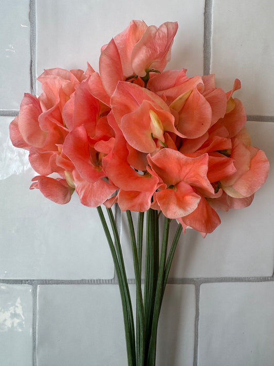 Apricot Queen